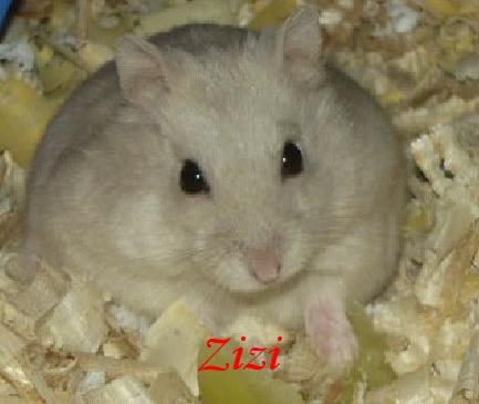 Zizi